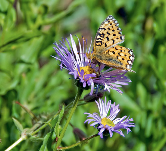 showy butterfly